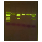 Detection of Genetically Modified Organisms w/ SYBR Safe DNA Stain
